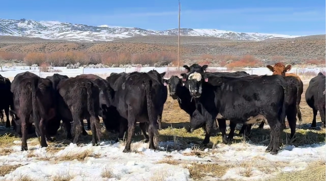 Cp317A5 hardworking, low-input cows ready to calve and ship by May